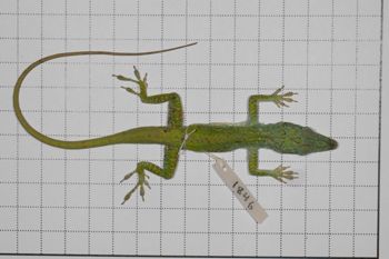 Media type: image;   Herpetology R-189079